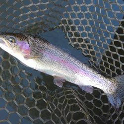 大安トラウトレイク釣果